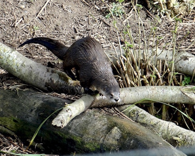 otter